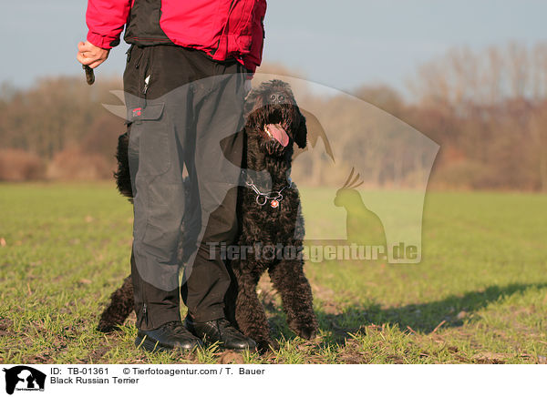 Schwarzer Russischer Terrier / Black Russian Terrier / TB-01361