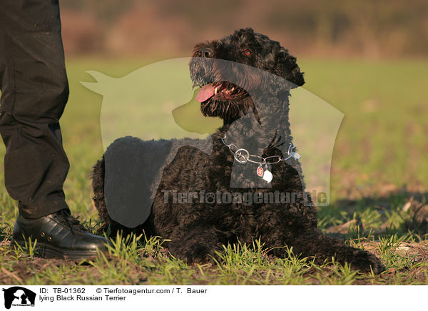 liegender Schwarzer Russischer Terrier / lying Black Russian Terrier / TB-01362