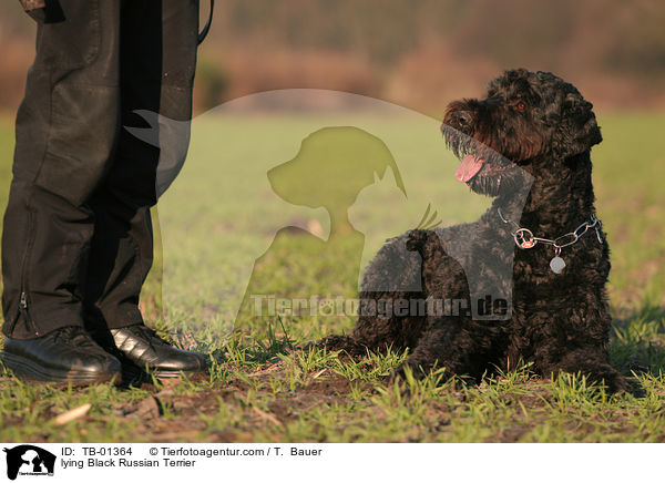 liegender Schwarzer Russischer Terrier / lying Black Russian Terrier / TB-01364