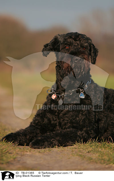 liegender Schwarzer Russischer Terrier / lying Black Russian Terrier / TB-01365