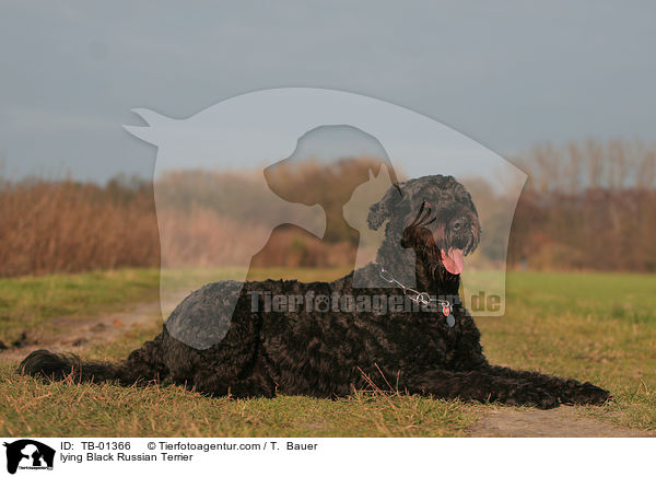 lying Black Russian Terrier / TB-01366