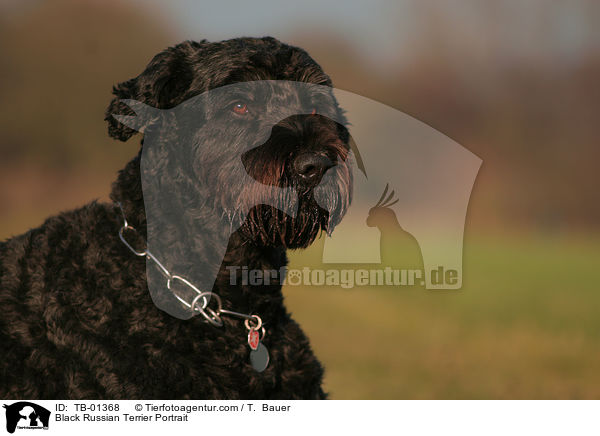 Schwarzer Russischer Terrier Portrait / Black Russian Terrier Portrait / TB-01368