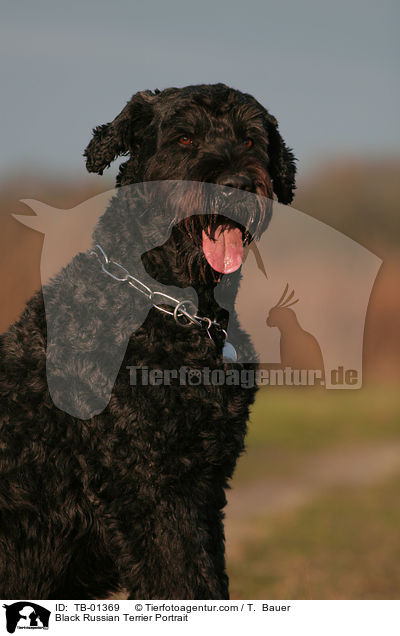 Schwarzer Russischer Terrier Portrait / Black Russian Terrier Portrait / TB-01369
