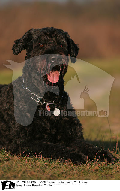liegender Schwarzer Russischer Terrier / lying Black Russian Terrier / TB-01370