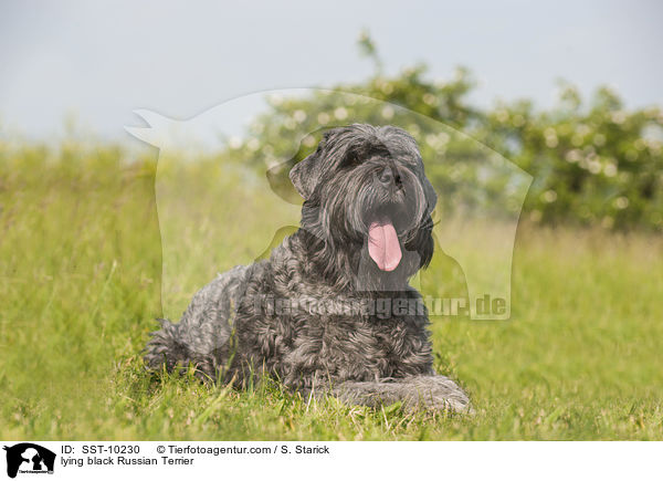 lying black Russian Terrier / SST-10230