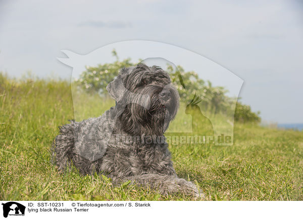 liegender Schwarzer Russischer Terrier / lying black Russian Terrier / SST-10231