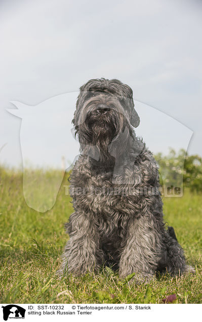 sitzender Schwarzer Russischer Terrier / sitting black Russian Terrier / SST-10232