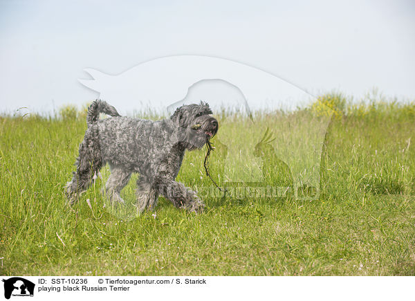 spielender Schwarzer Russischer Terrier / playing black Russian Terrier / SST-10236