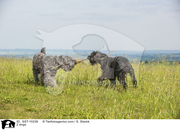 2 Hunde / 2 dogs / SST-10238