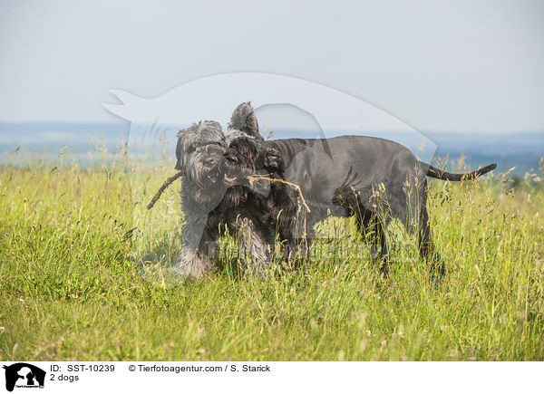 2 Hunde / 2 dogs / SST-10239