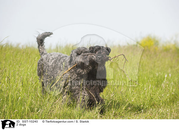 2 Hunde / 2 dogs / SST-10240