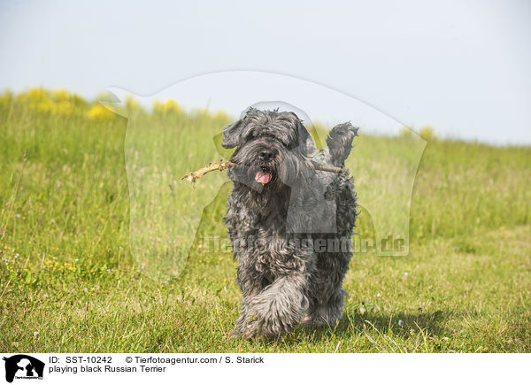 playing black Russian Terrier / SST-10242