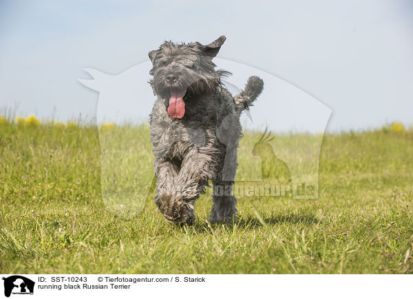 rennender Schwarzer Russischer Terrier / running black Russian Terrier / SST-10243