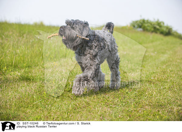 spielender Schwarzer Russischer Terrier / playing black Russian Terrier / SST-10246