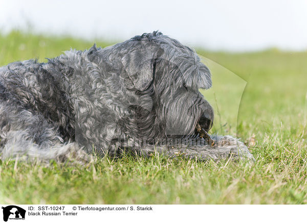Schwarzer Russischer Terrier / black Russian Terrier / SST-10247