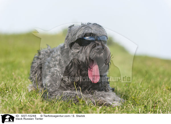 Schwarzer Russischer Terrier / black Russian Terrier / SST-10248