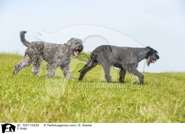 2 Hunde / 2 dogs / SST-10254