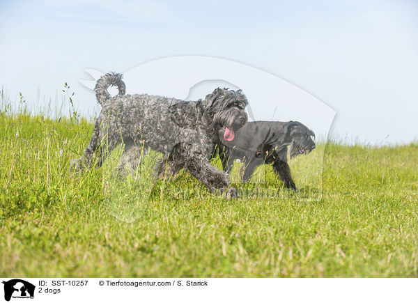 2 Hunde / 2 dogs / SST-10257