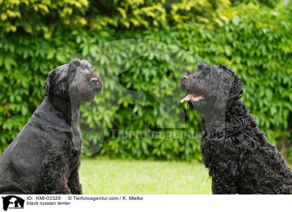 Schwarze Russische Terrier / black russian terrier / KMI-03329