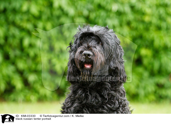 Schwarzer Russischer Terrier Portrait / black russian terrier portrait / KMI-03330