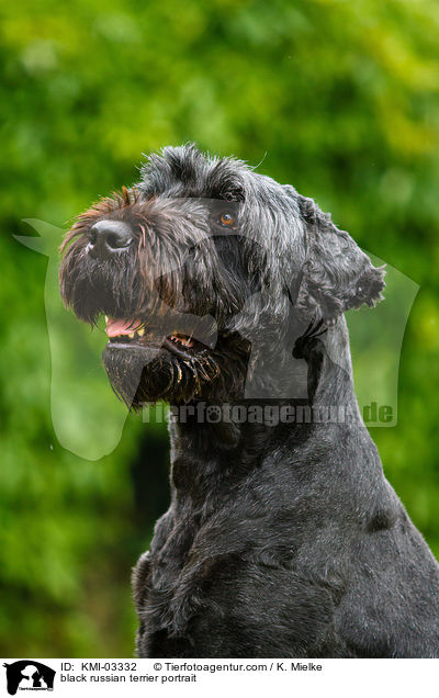 Schwarzer Russischer Terrier Portrait / black russian terrier portrait / KMI-03332