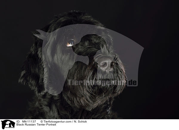 Schwarzer Russischer Terrier Portrait / Black Russian Terrier Portrait / NN-11137