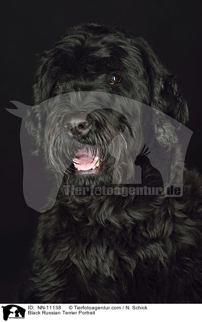 Schwarzer Russischer Terrier Portrait / Black Russian Terrier Portrait / NN-11138