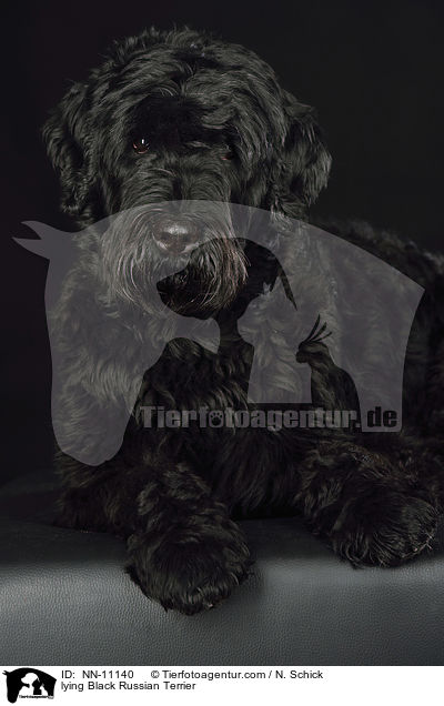 lying Black Russian Terrier / NN-11140