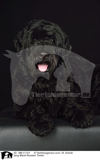 liegender Schwarzer Russischer Terrier / lying Black Russian Terrier / NN-11141