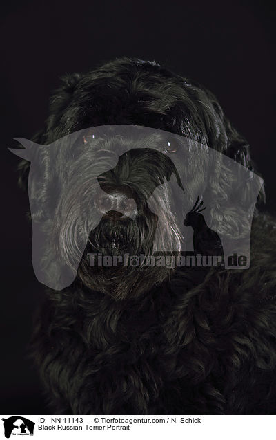 Black Russian Terrier Portrait / NN-11143