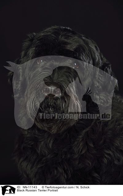 Schwarzer Russischer Terrier Portrait / Black Russian Terrier Portrait / NN-11143