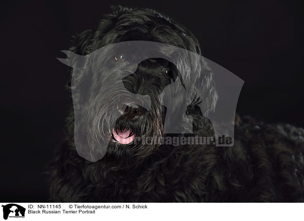 Schwarzer Russischer Terrier Portrait / Black Russian Terrier Portrait / NN-11145
