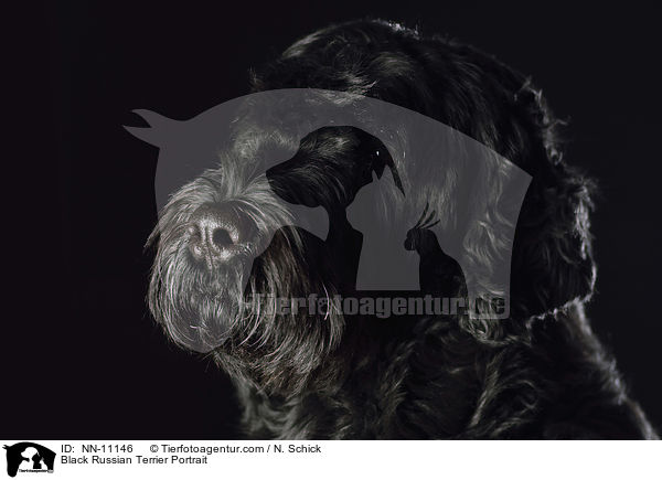 Black Russian Terrier Portrait / NN-11146