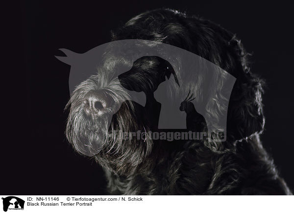 Schwarzer Russischer Terrier Portrait / Black Russian Terrier Portrait / NN-11146