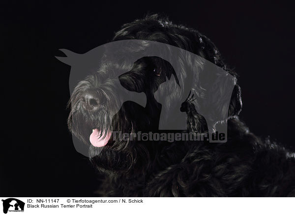 Schwarzer Russischer Terrier Portrait / Black Russian Terrier Portrait / NN-11147