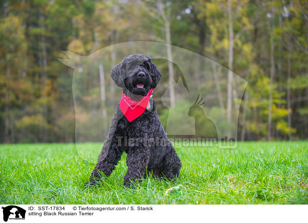 sitzender Schwarzer Russischer Terrier / sitting Black Russian Terrier / SST-17834
