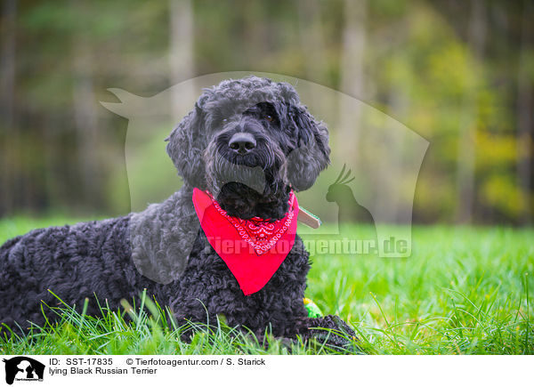 liegender Schwarzer Russischer Terrier / lying Black Russian Terrier / SST-17835