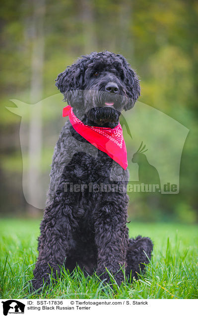 sitzender Schwarzer Russischer Terrier / sitting Black Russian Terrier / SST-17836