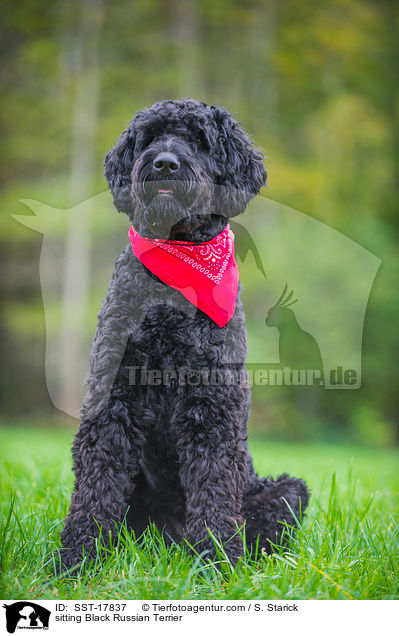 sitzender Schwarzer Russischer Terrier / sitting Black Russian Terrier / SST-17837