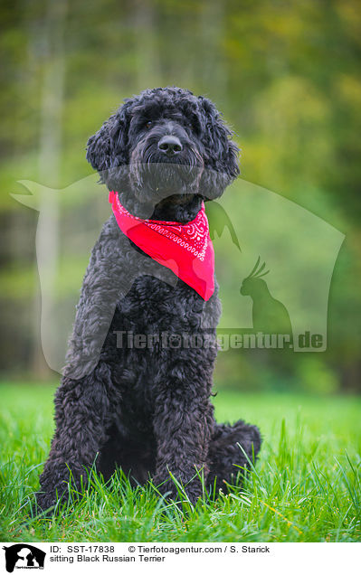 sitzender Schwarzer Russischer Terrier / sitting Black Russian Terrier / SST-17838