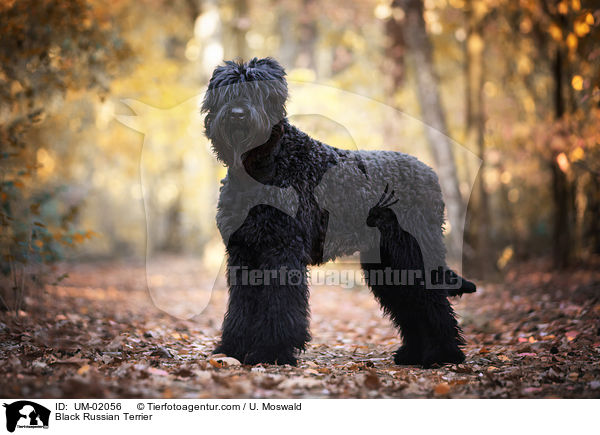 Schwarzer Russischer Terrier / Black Russian Terrier / UM-02056