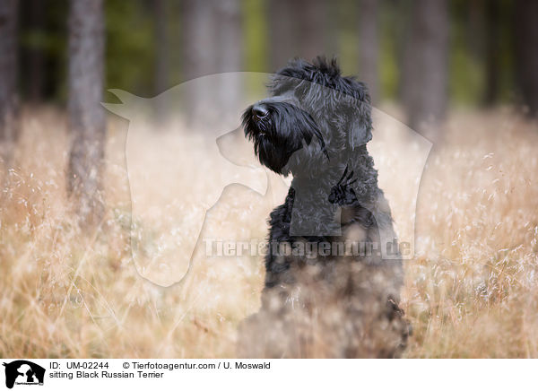 sitting Black Russian Terrier / UM-02244
