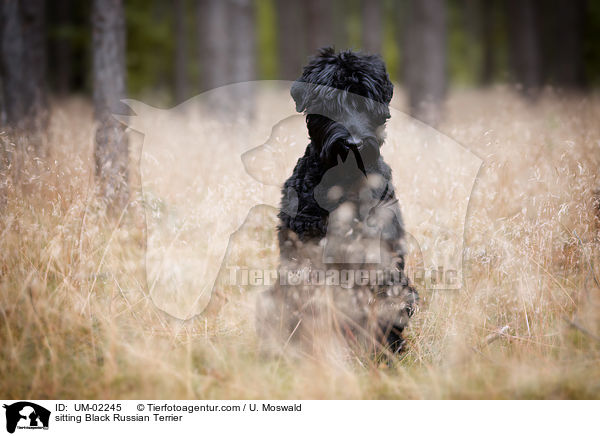 sitzender Schwarzer Russischer Terrier / sitting Black Russian Terrier / UM-02245