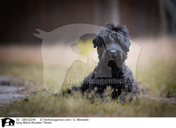 liegender Schwarzer Russischer Terrier / lying Black Russian Terrier / UM-02246