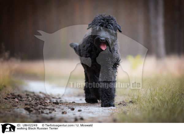 laufender Schwarzer Russischer Terrier / walking Black Russian Terrier / UM-02249