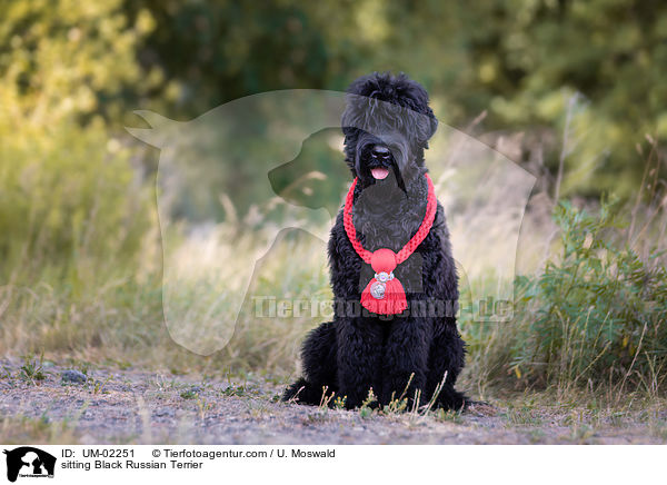 sitting Black Russian Terrier / UM-02251
