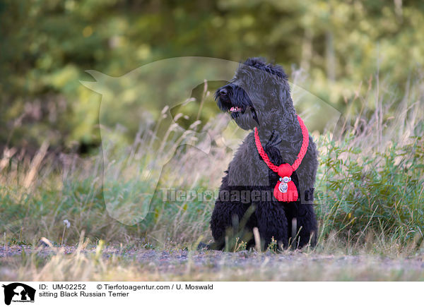 sitzender Schwarzer Russischer Terrier / sitting Black Russian Terrier / UM-02252