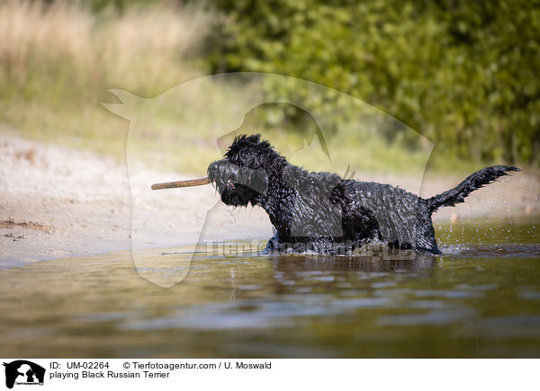 spielender Schwarzer Russischer Terrier / playing Black Russian Terrier / UM-02264