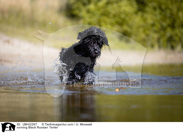 rennender Schwarzer Russischer Terrier / running Black Russian Terrier / UM-02267