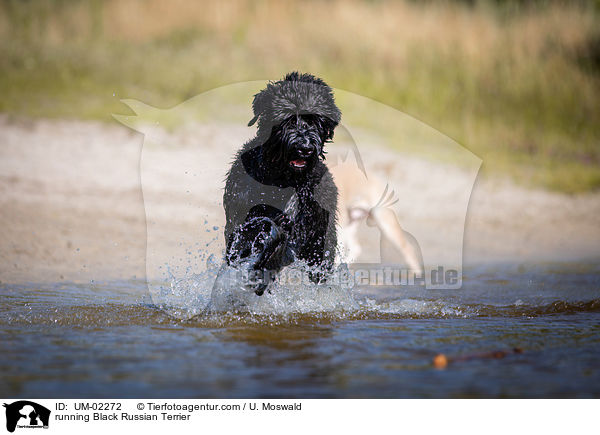 rennender Schwarzer Russischer Terrier / running Black Russian Terrier / UM-02272